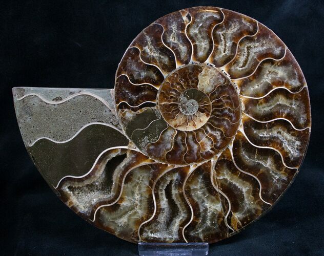 Split Ammonite Fossil (Half) - Agatized #7972